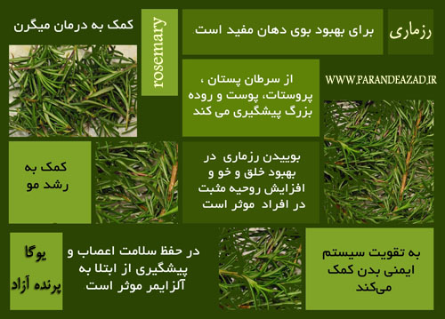  باشگاه علمی تخصصی یوگا پرنده آزاد کرج+ خواص رزماری+rosemary+ تقویت سیستم ایمنی بدن+ پیشگیری از آلزایمر+ بهبود خلق و خو+کمک به رشد مو+بهبود بوی بد دهان+حفظ سلامت اعصاب+پیشگیری از سرطان پروستات، سینه، پوست و روده بزرگ+کمک به درمان میگرن+rosemary tea+ حمام پاها با رزماری و نمک دريا برای رفع خستگی پاها+ 
